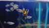 Molly, guppy, platti, red mosco, 24k gold guppy
